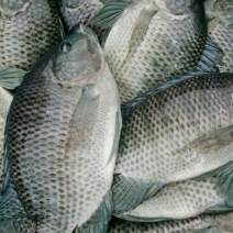 鲤鱼食用3公斤以上