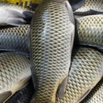 鲤鱼食用2~3公斤