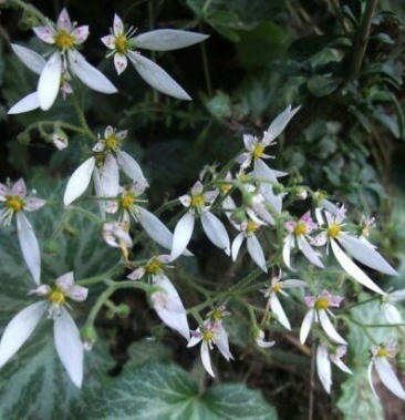 野生药材虎耳草金丝荷叶吊金钱水培假山阳台室内盆栽观赏花卉