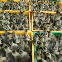 马岗鹅苗250g以下