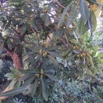 大粒紫杨梅