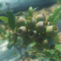 蓝莓鲜果12~14mm以上
