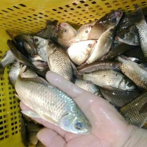 鲫鱼食用