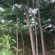 栾树
