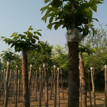 榆树8~10cm8~10cm2.5~3m