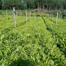 沉香树白木沉香苗带土包邮