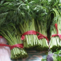 小叶茼蒿25~30cm