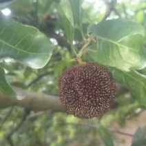 龙海杨梅3~4cm