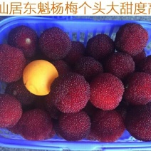 仙居杨梅4~5cm