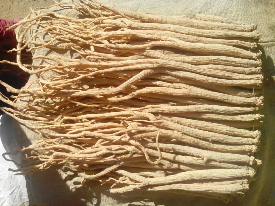 党参与黄芪实物图