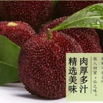 东魁杨梅4~5cm