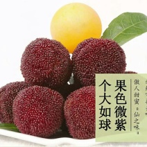 东魁杨梅5~6cm