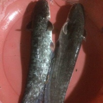 大口鲶食用