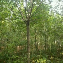 黄山栾树10~12cm20cm以上4米以上