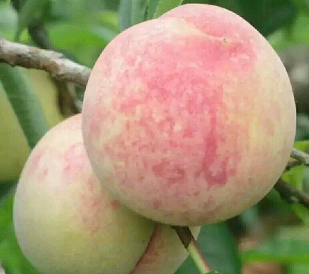 油桃与黄油桃外观对比图