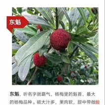 龙海杨梅