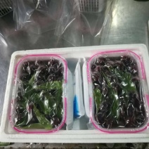 龙海杨梅