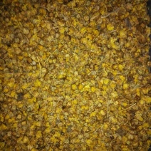 野菊花颗粒