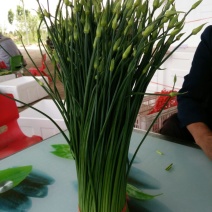 苔菜