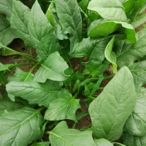 大叶菠菜10~15厘米