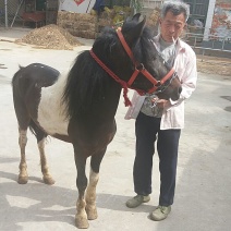 矮马100~200kg