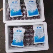 慈溪杨梅