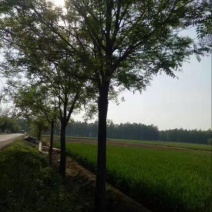 黄山栾树