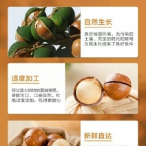 澳洲坚果带壳