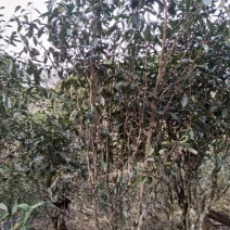 百年大树茶