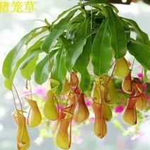吊兰50~70cm