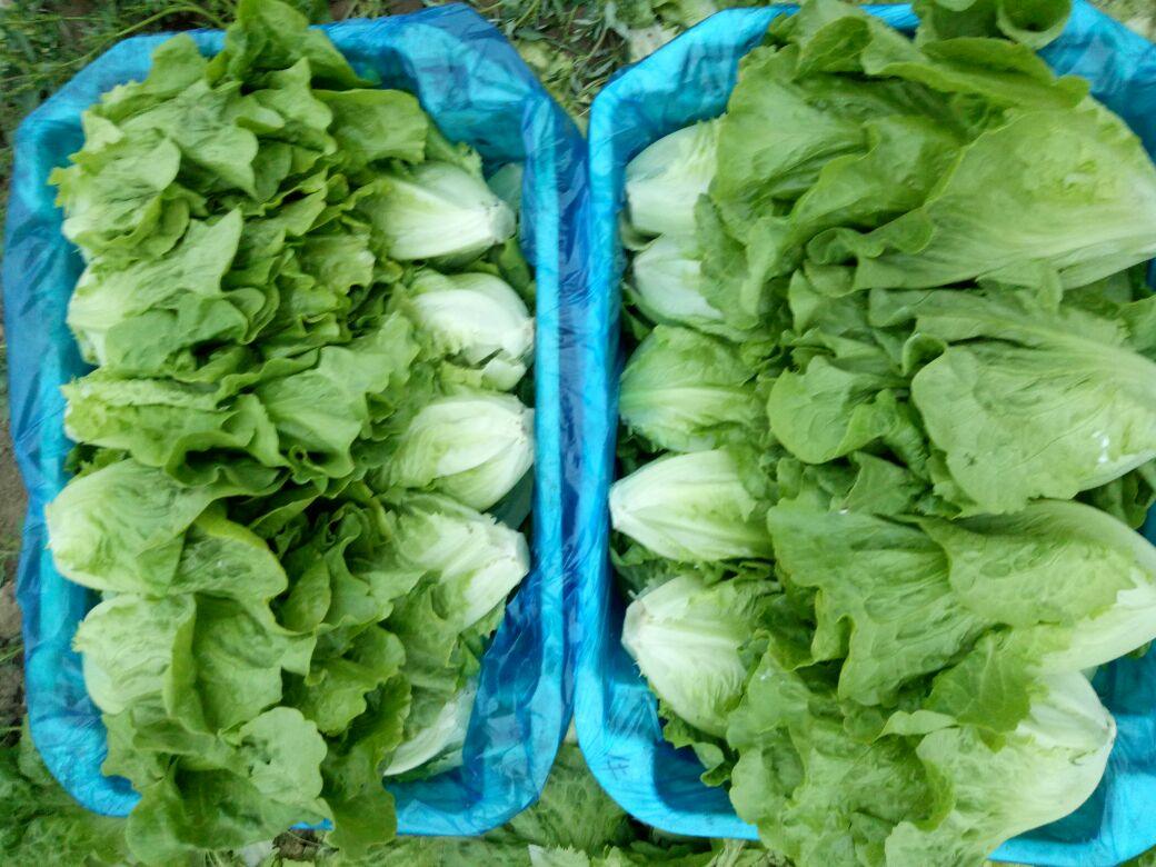 菜市场摊位上的莴笋叶与莴苣叶对比摆放