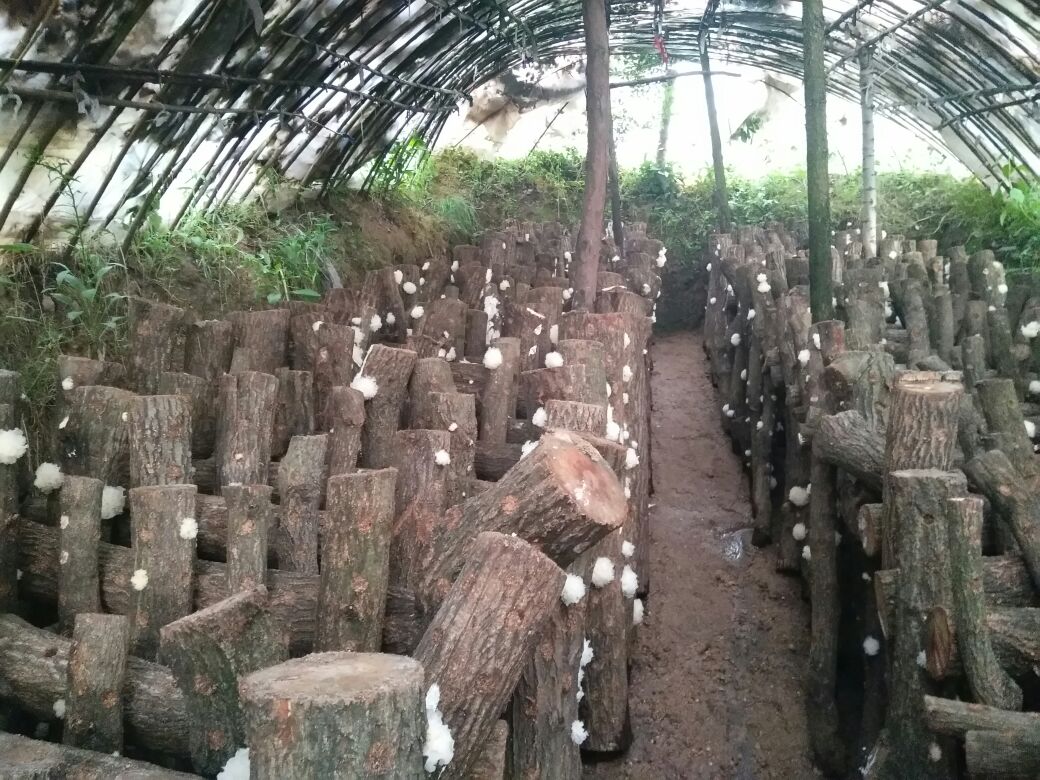 左右分屏高清航拍:左图为广东肇庆四会市石峡木瓜种植园,青翠木瓜树挂满青绿色果实;右图为新疆阿克苏地区温宿县银耳大棚,立体架上悬挂着洁白饱满的银耳子实体,棚内湿度传感器显示RH 85% 岭南青木瓜种植园与阿克苏银耳栽培基地对比图