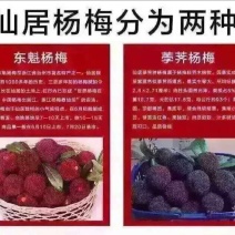 仙居杨梅