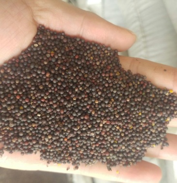 [油菜籽批发]贵州安顺,油菜籽 1 内蒙古油菜籽 双低油菜籽,大菜籽价格