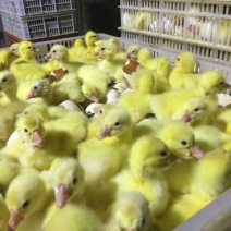 扬州大白鹅苗250g以下