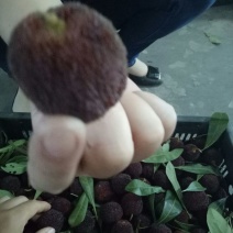 杨梅1.5~2cm