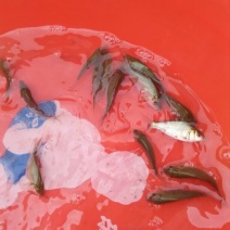 鲤鱼鱼苗2两