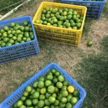 柑普茶特级