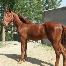 阿拉伯马300~400kg