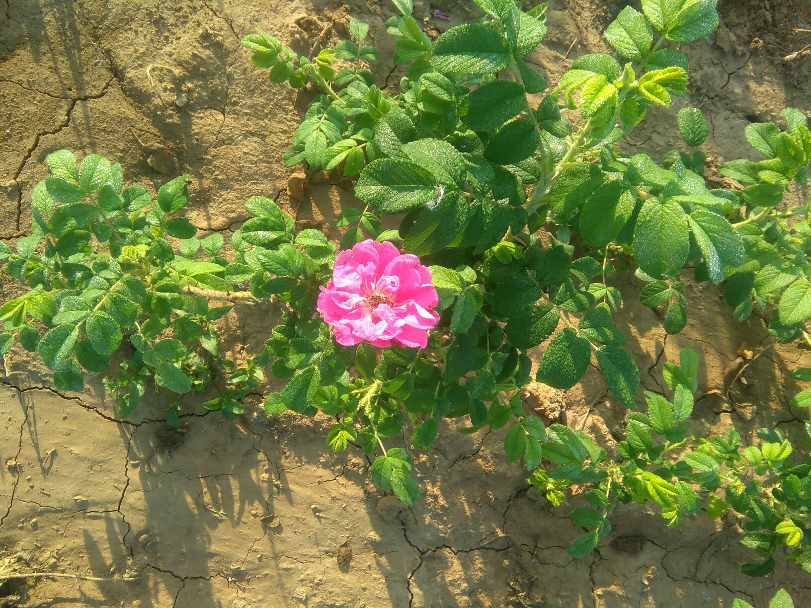 一株盛开的四季玫瑰,花朵呈粉红色,叶片浓绿有光泽,生长在疏松透气的沙壤土中,背景为阳光充足的庭院环境,地面覆盖有机 mulch,显示良好的栽培管理状态 四季玫瑰植株特写