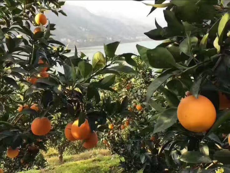 夏橙果园春季花果同树实景图:清晰展现同一枝条上并存盛开的白色五瓣柑橘花与表皮光滑、色泽金黄至橙红的成熟夏橙果实;果实大小均匀,果蒂新鲜,叶片浓绿有光泽;远处为典型南方丘陵地貌与晨间水汽氤氲的微气候环境,体现夏橙对温暖湿润、昼夜温差适中的生态需求 夏橙果园实景:春季花果同树奇观,枝头绽放白色柑橘小花,同时悬挂着金黄饱满的成熟夏橙果实,背景为青翠山丘与薄雾缭绕的湿润气候环境