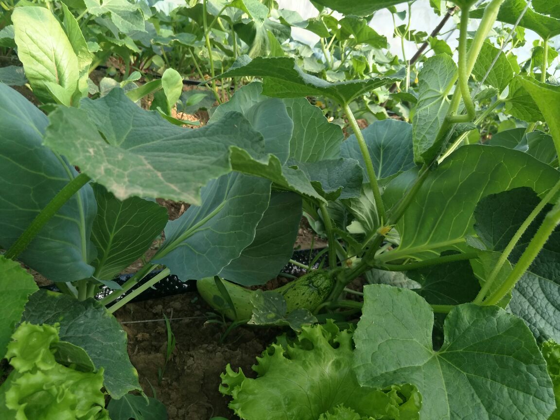 一幅科学插画风格的图像,展示黄瓜植株地下根系分布情况,以及周围土壤中的水分含量变化梯度,配有标注说明‘干旱’与‘积水’区域如何影响养分吸收 黄瓜植株根系与土壤环境示意图