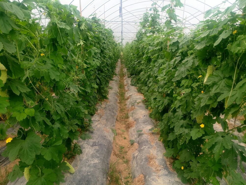 苦瓜冬季在温室大棚中种植,配合地热线和滴灌系统 苦瓜冬季温室种植