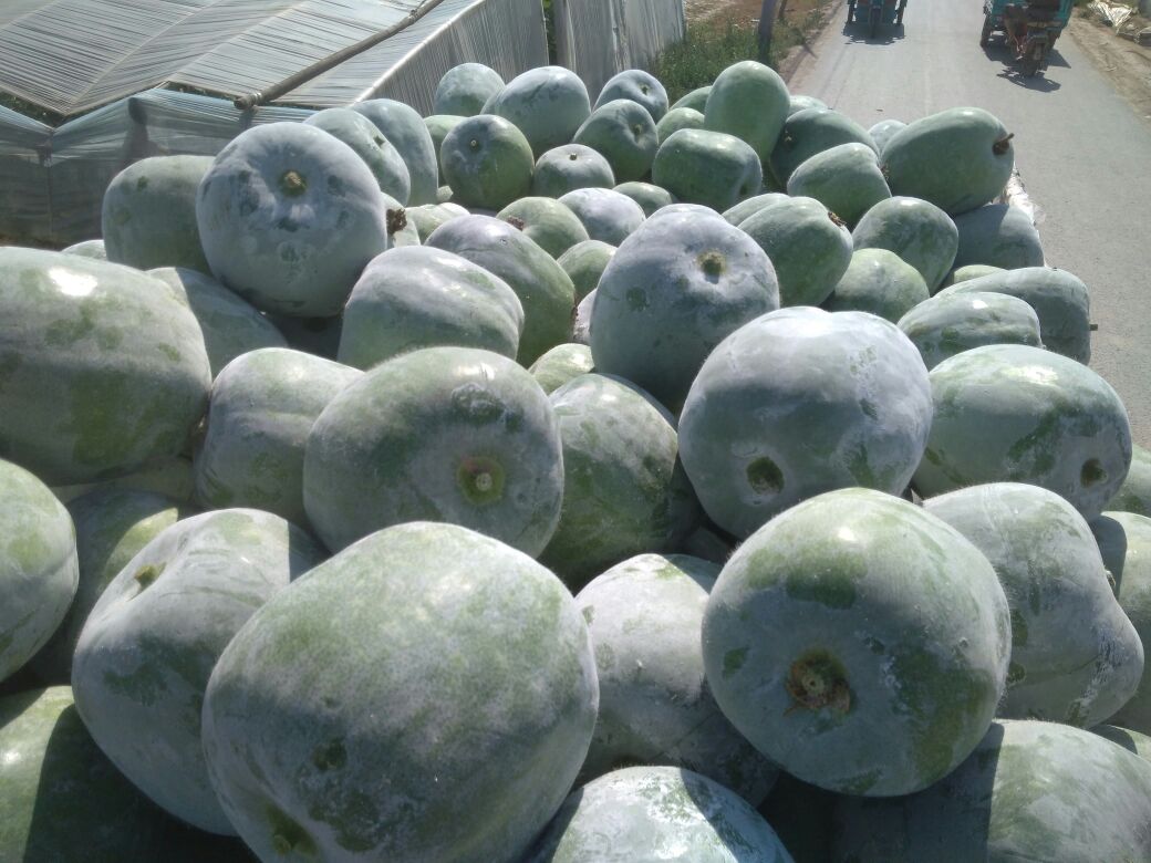 白皮冬瓜采收现场