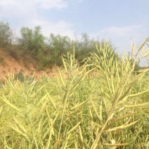 油菜籽