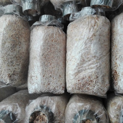 大球盖菇价格行情_今日大球盖菇价格多少钱一斤 _ 一亩田