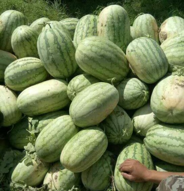 辽宁通辽金城五号西瓜甜王8斤打底1茬