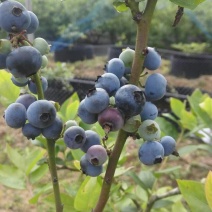 蓝莓鲜果12~14mm以上