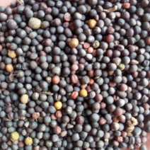 油菜籽1