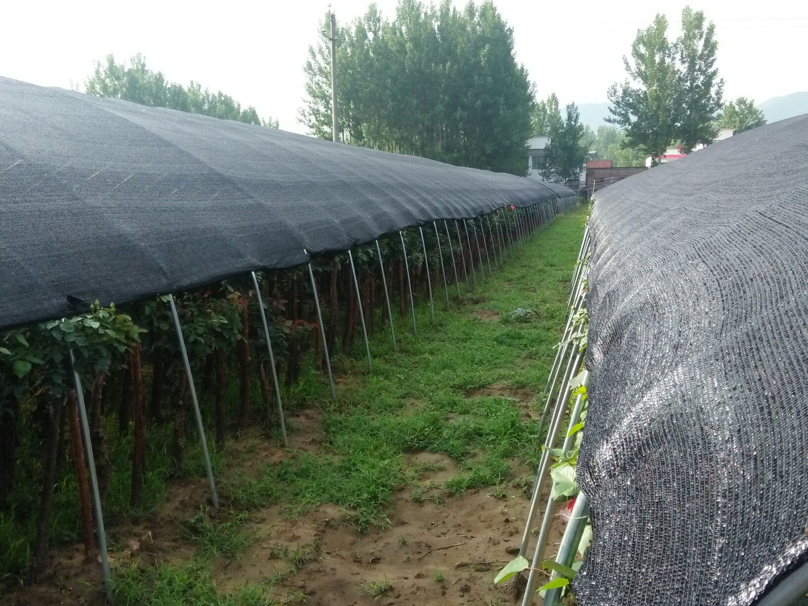 一名园艺师正在为庭院中的弗洛伦蒂娜月季搭建简易遮阳棚,使用白色网格遮阳网固定在金属支架上,植株旁放置有喷雾器和肥料袋,地面覆盖有机覆盖物 弗洛伦蒂娜月季夏季养护场景